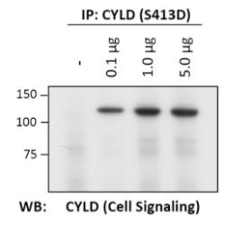 CYLD (Database only)