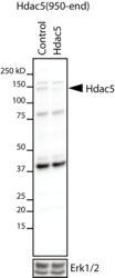 HDAC5