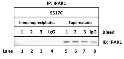 IRAK1