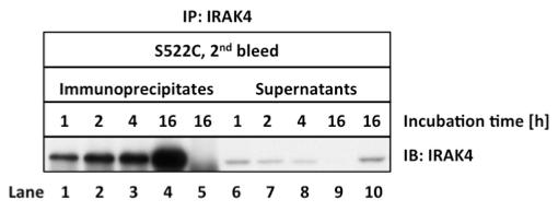 IRAK4