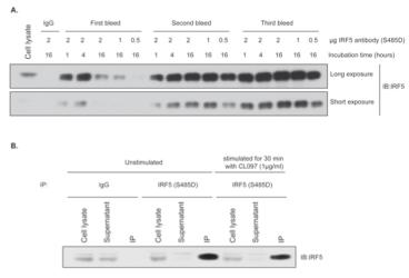 IRF5