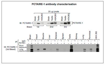 PCTK1