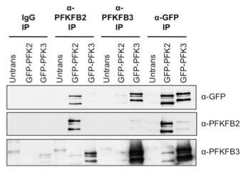 PFK2