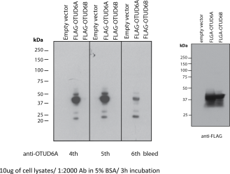 OTUD6A
