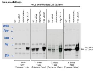 UBXD7