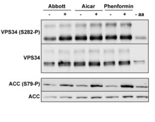 VPS34