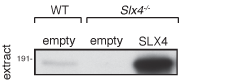 SLX4 (BTBD12)